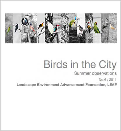 Birds in the City