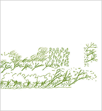 Forest for the Trees,Trees for the Forest