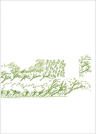 Forest for the Trees,Trees for the Forest