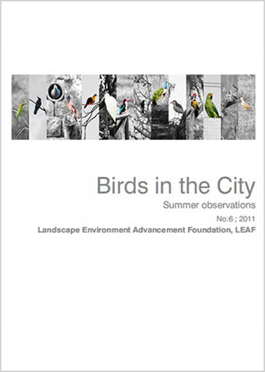 Birds in the City
